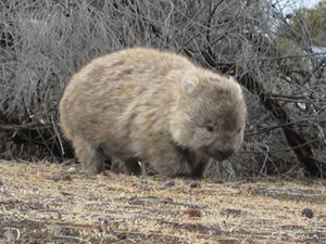 Wombat in the wild