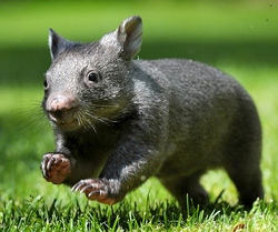 Cuter baby Wombat