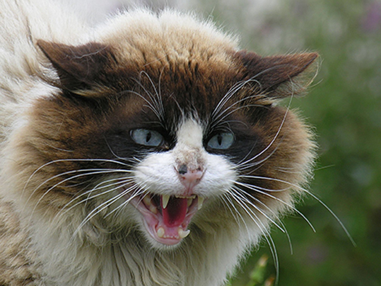 A really angry cat...