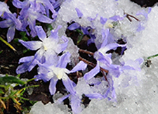 Snow Flower